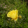 Yellow Rose 08.08 (Rosa hybrid tea)
