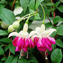 7th heaven (fuchsia)