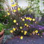 Evening_Primrose.with Campanula
