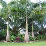 Roystonea regia