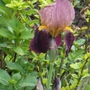 Garden_005