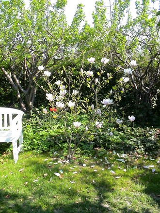 A garden flower photo