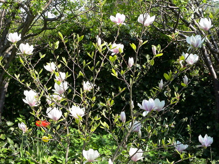 A garden flower photo