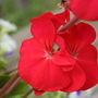 A garden flower photo