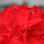 A garden flower photo