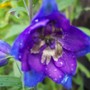 Delphinium