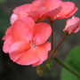 A garden flower photo