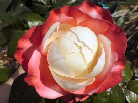 my rose nostalgia