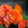 A garden flower photo