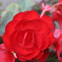 A garden flower photo