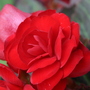 A garden flower photo