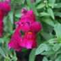 A garden flower photo