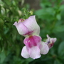 A garden flower photo