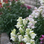 A garden flower photo