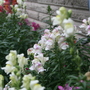 A garden flower photo