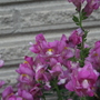 A garden flower photo
