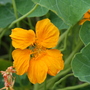 A garden flower photo