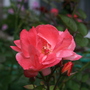 A garden flower photo