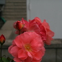 A garden flower photo