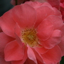 A garden flower photo