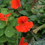 A garden flower photo