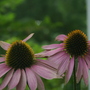 A garden flower photo