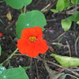 A garden flower photo