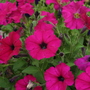 A garden flower photo