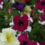A garden flower photo