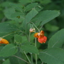 A garden flower photo