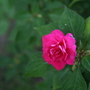 A garden flower photo