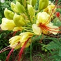 Caesalpinia pulcherrima