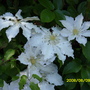 CLEMATIS MRS GEORGE JACKMAN (Clematis)