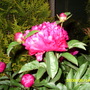 PEAONY (Paeonia)