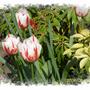 Stripes (Tulipa)