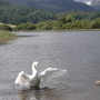 swan lake