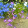 Lobelia erinus