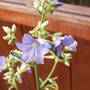 Polemonium c. 'Brise D'Anjou' (Polemonium caeruleum 'Brise D'Anjou' (Jacob's ladder))