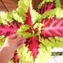 Giant Coleus (Coleus Kong Series 'Giant Rose')