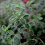 Creeping Thyme (Thymus praecox)
