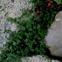 Thymus praecox...creeping thyme (Thymus praecox)