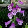 A garden flower photo (digitalis purpurea)