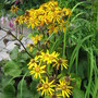 Gregynog Gold Ligularia in Blossom (Ligularia)