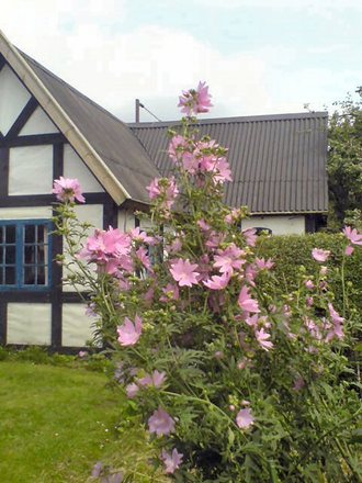 A garden flower photo