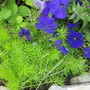 Seedlings....
