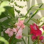 the flowering plant that I didnt plant or grow,  (no idea)