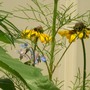 rudbeckia & Borage hiding behind the cosmo (Rudbeckia fulgida (Black-eyed Susan), borage cosmo)