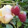 A garden flower photo