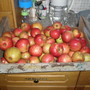 MY APPLE TREE SO FAR AS PRODUCED FOUR LARGE BOXES