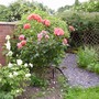 A garden flower photo